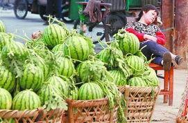 西瓜最新事件爆料,最新爆料揭秘幕后真相