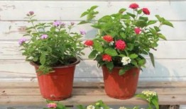 呼市美食爆料视频最新,最新爆料视频带你一网打尽